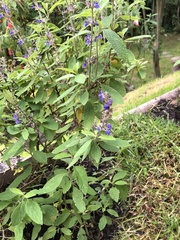 Salvia bogotensis