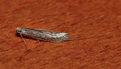 Ceromitia iolampra