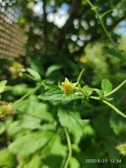 Geum urbanum