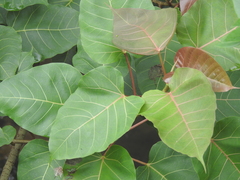Ficus arnottiana