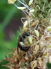 Dialictus
