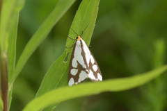 Haploa confusa