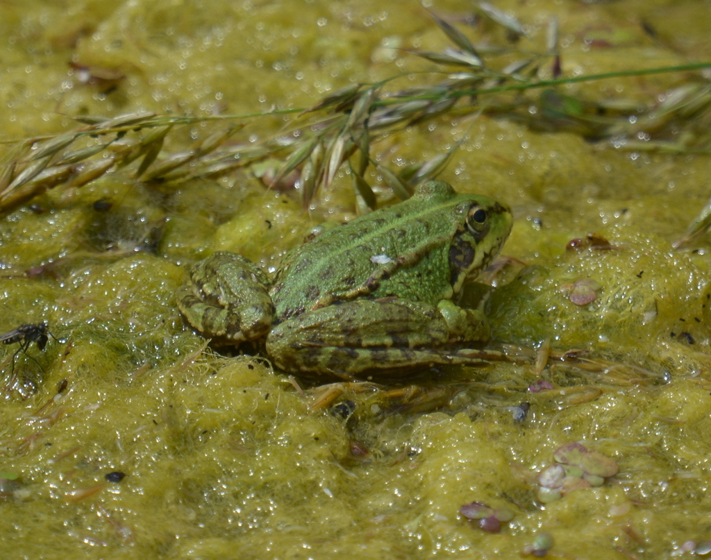 Iberian Green Frog from Ham Wall NR, Somerset, UK on June 14, 2020 at ...