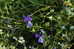 Viola dubyana