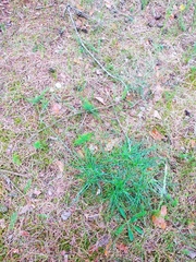 Armeria maritima elongata