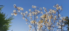 Amelanchier arborea