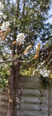 Amelanchier arborea