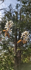 Amelanchier arborea