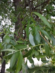 Salix alba micans