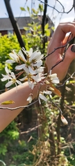 Amelanchier arborea