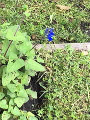 Salvia × nariniensis