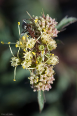 Sanicula saxatilis