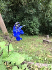 Salvia × nariniensis