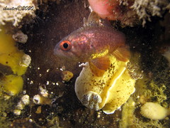 Vincentia novaehollandiae