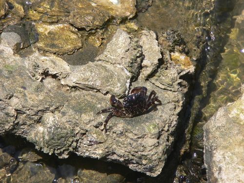Photo of Marbled rock crab (Pachygrapsus marmoratus)