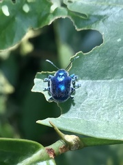 Trichochrysea hirta