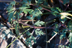 Sanicula saxatilis