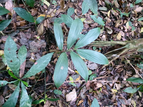 Leptaspis cochleata