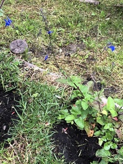 Salvia × nariniensis