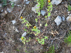 Trifolium spadiceum