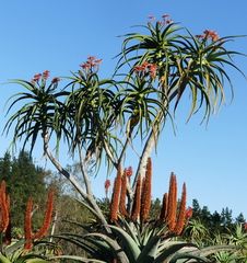 Aloidendron barberae