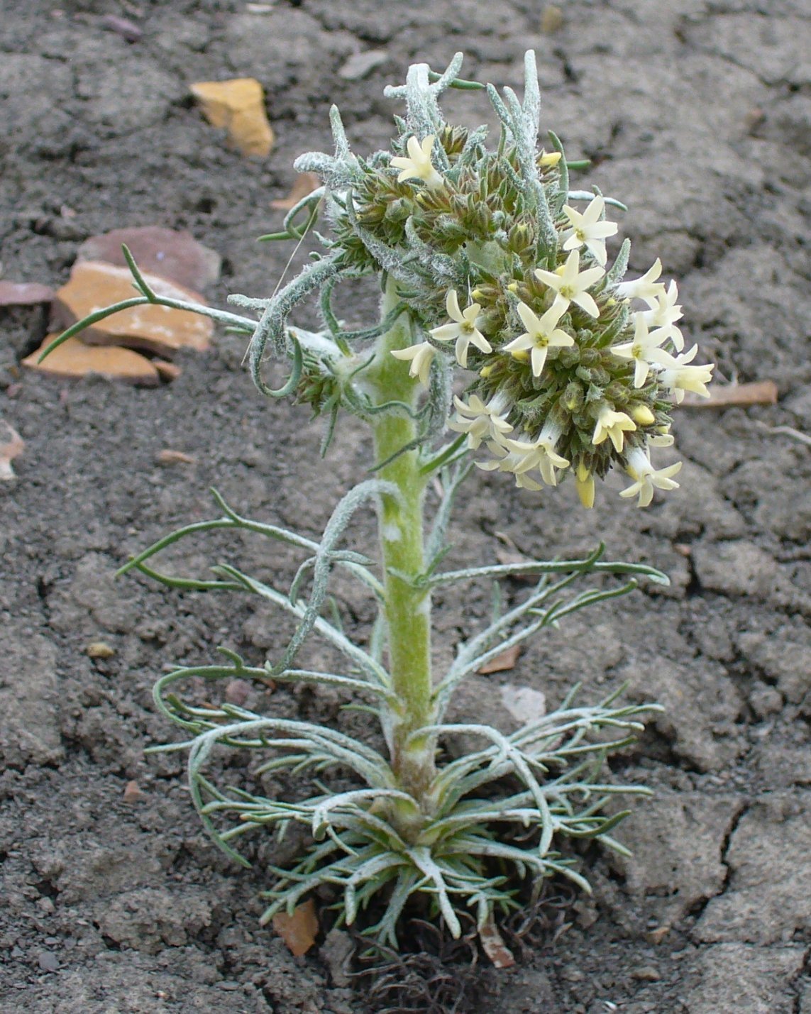 Ipomopsis spicata