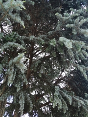 Cedrus atlantica