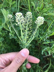 Lepidium campestre