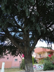 Cedrus atlantica