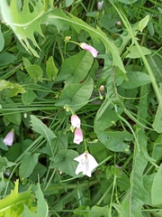 Convolvulus arvensis