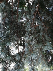 Cedrus atlantica