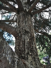 Cedrus atlantica