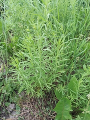 Linaria vulgaris
