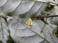 Monanthotaxis mannii