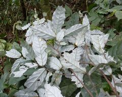 Monanthotaxis mannii