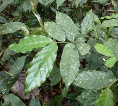 Monanthotaxis mannii