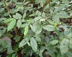 Monanthotaxis mannii