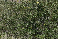 Cercocarpus betuloides blancheae