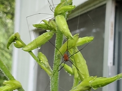 Leiobunum nigropalpi