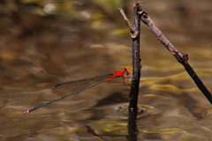 Pseudagrion ustum
