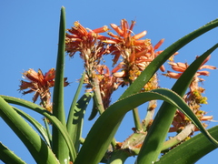 Aloidendron barberae