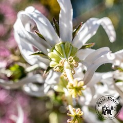 Michauxia campanuloides