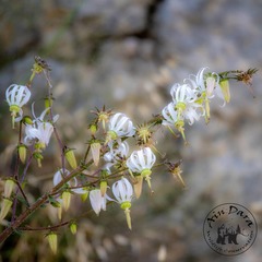 Michauxia campanuloides