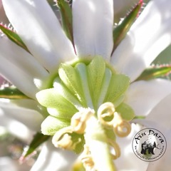 Michauxia campanuloides