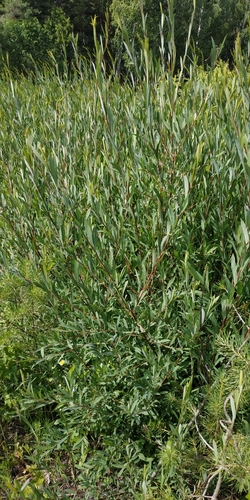 purpleosier willow (Salix purpurea)