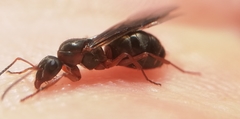 Formica cunicularia