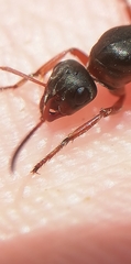 Formica cunicularia