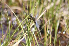 Somatochlora alpestris