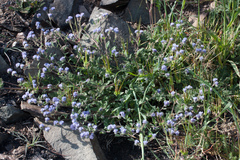 Phacelia breweri