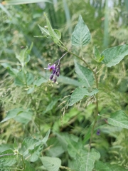 Solanum dulcamara
